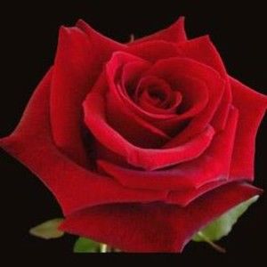 Meet your Posher, Judith